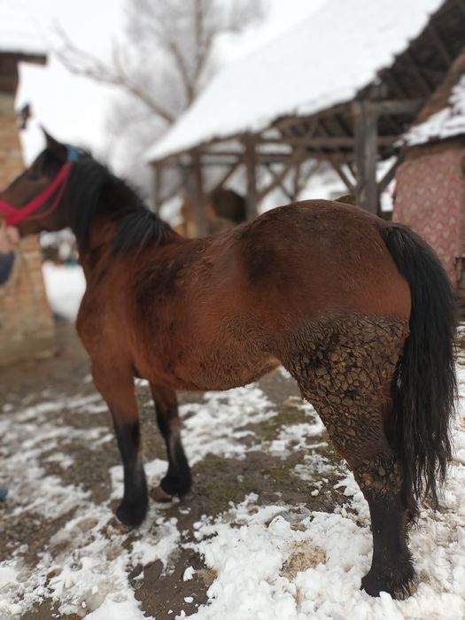 Iapa de vânzare mai multe detalii în privat sau la nr telefon