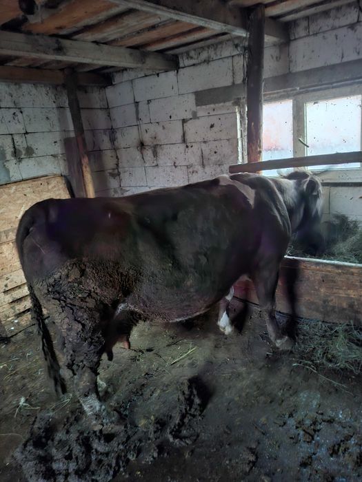 Vand vaca   de 8 ani