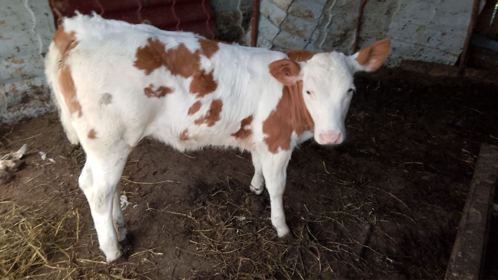 un bou balțat și o vițea belgian de vanzare