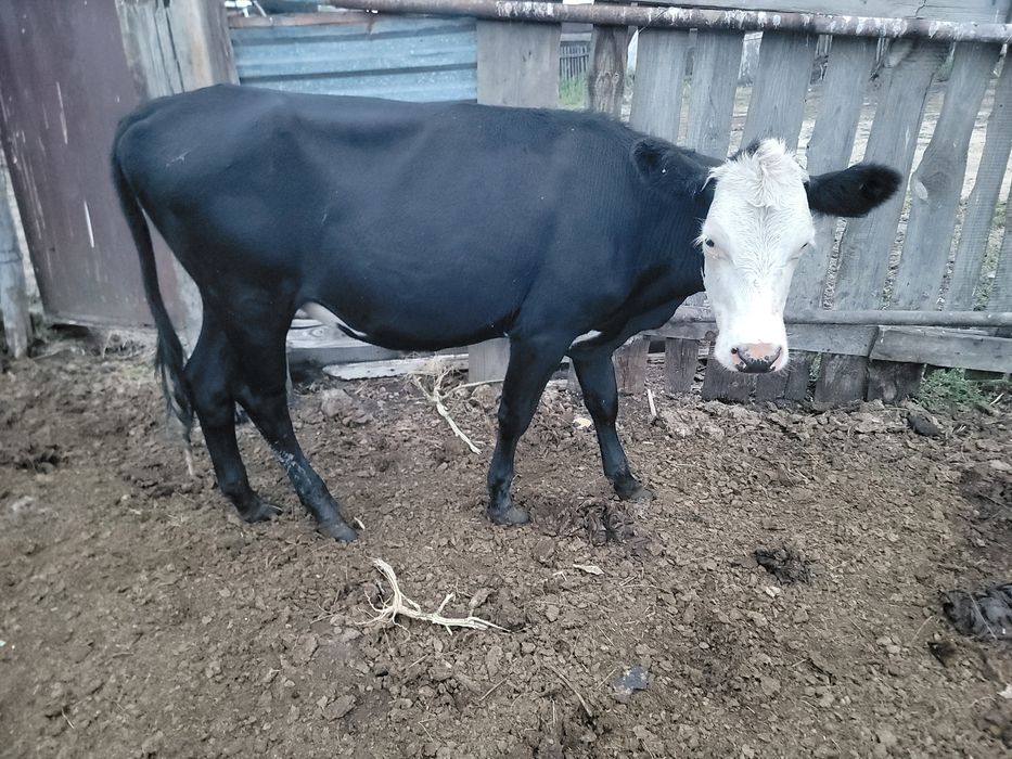 Продам тёлок 8 голов