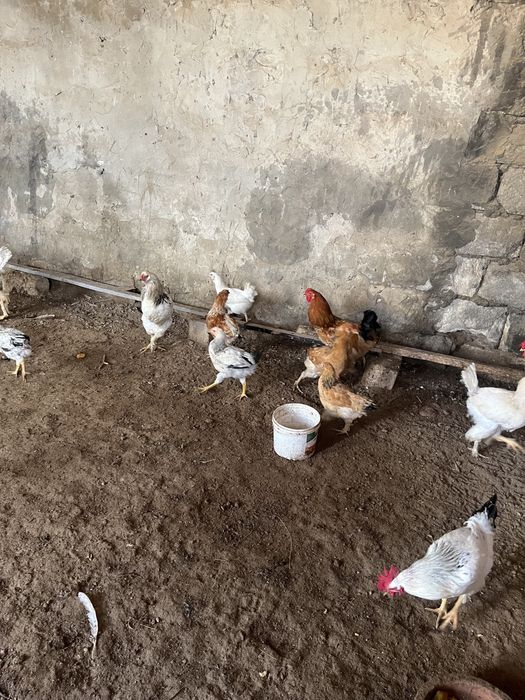 Тауыкктар сатылады