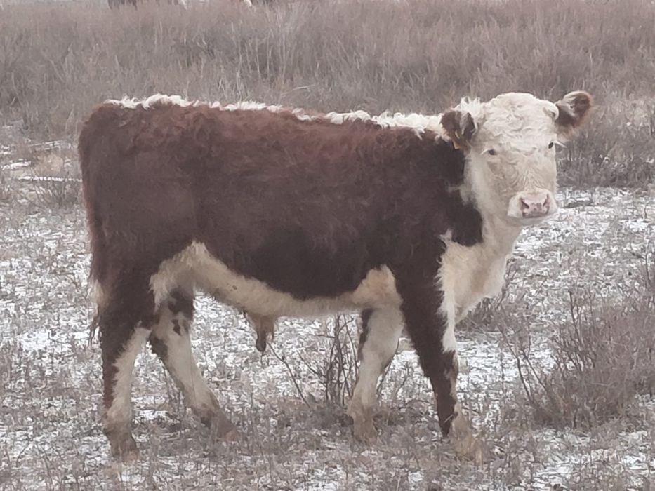 ПЛЕМЕННЫЕ телки, бычки Караганда оптом