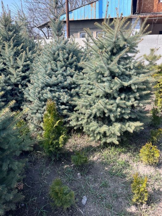 Голубая ель