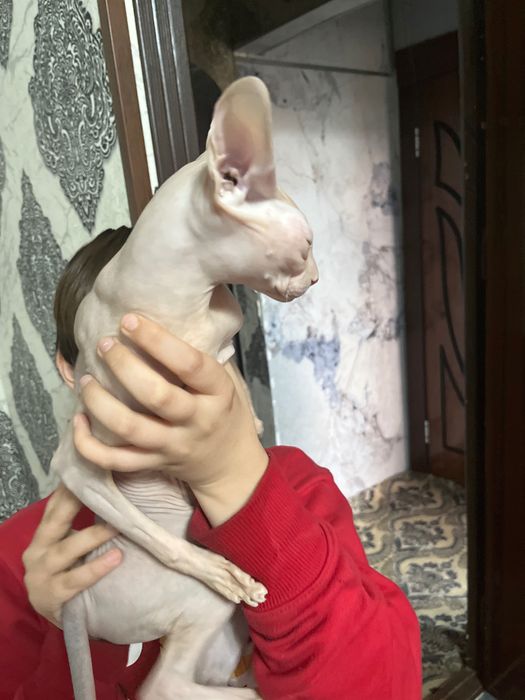 Канадский сфинкс