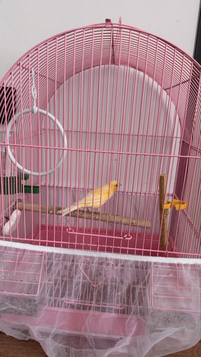 Канарейка, самка