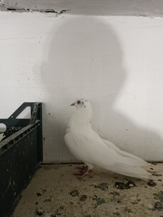 Голуби. Кептер. Кус.