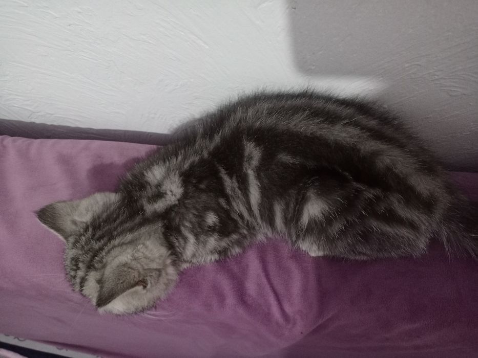 Кошка Шотландская вислоухая Scottish fold