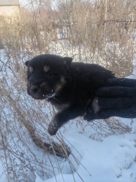 Шикарные щенки!!!