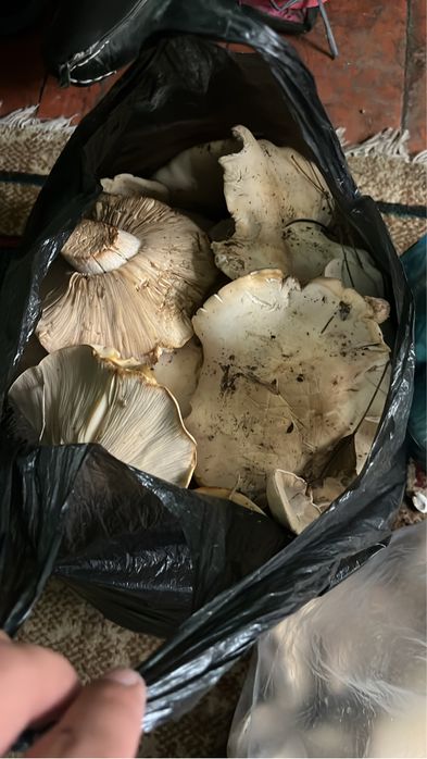 Грыбы сини ножки