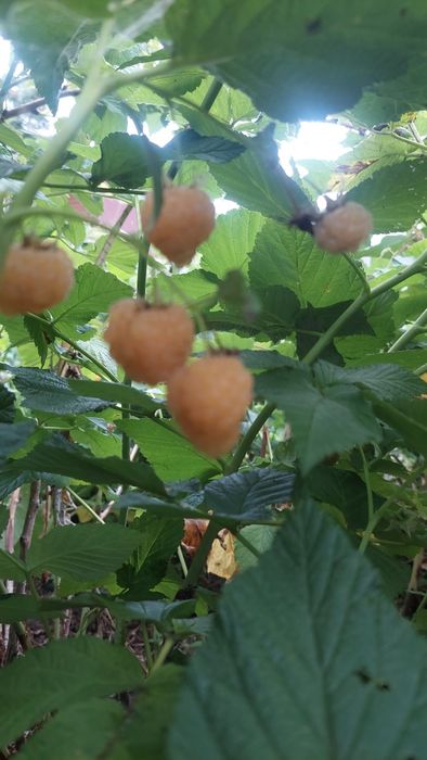 Малина Желтый гигант