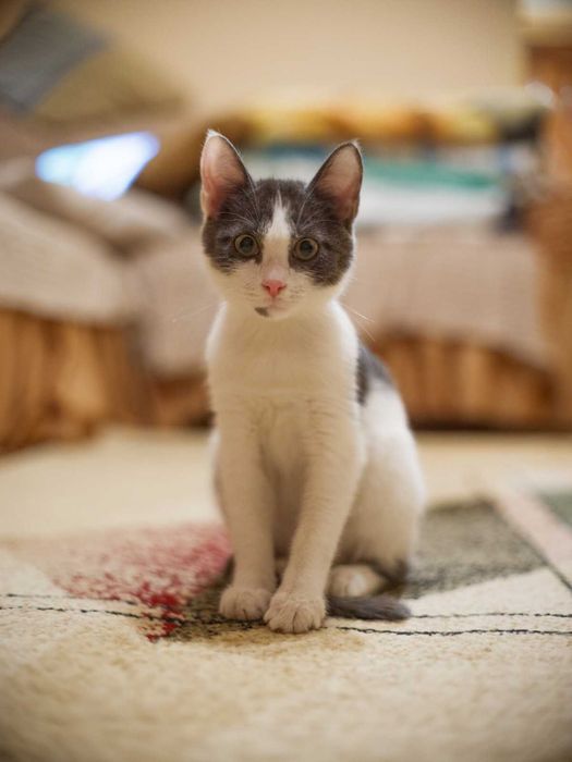 Котёнок Бруно, мальчик 4 месяца