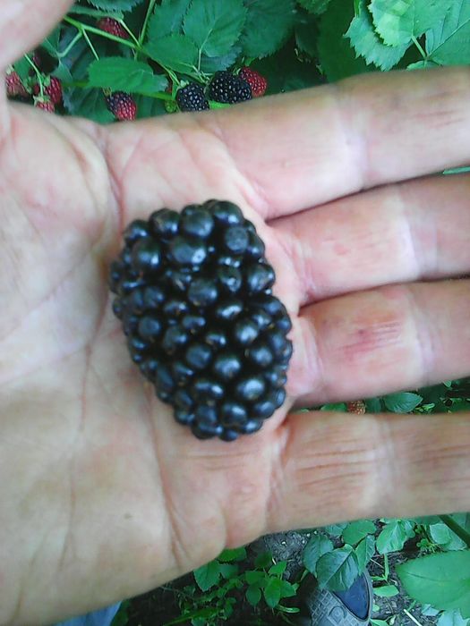 Ежевика "Гигант" саженцы