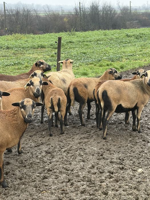 Vad turma de oi CAMERUN