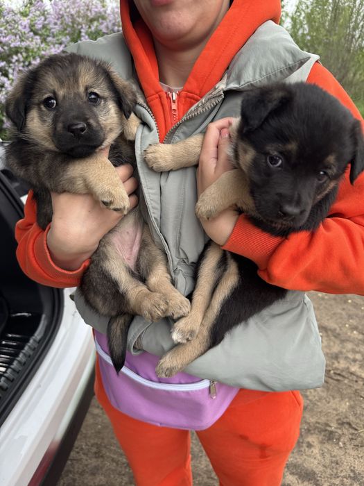 Отдам щенят в добрые руки