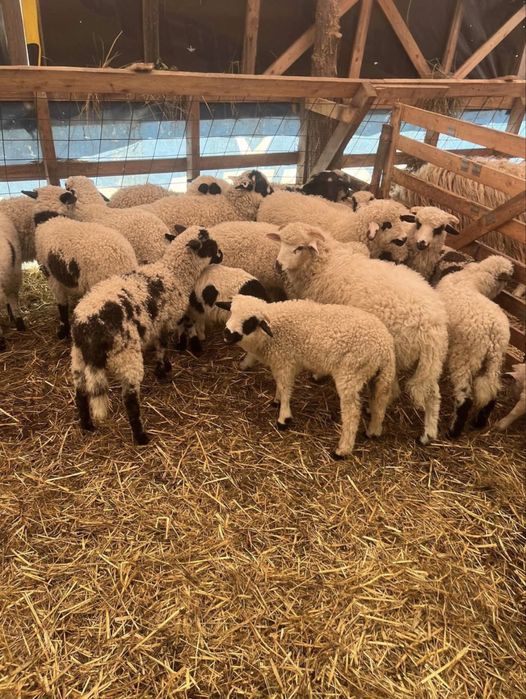 Miei   Paste   - calitate garantata