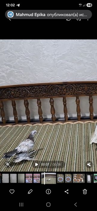 Каптар сотилади еш жувона соч кизил  ноеб