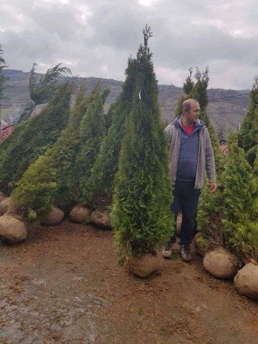 Tuia smaragd și leylandii la 2.3m - 2.5m/ oferim livrare și plantare