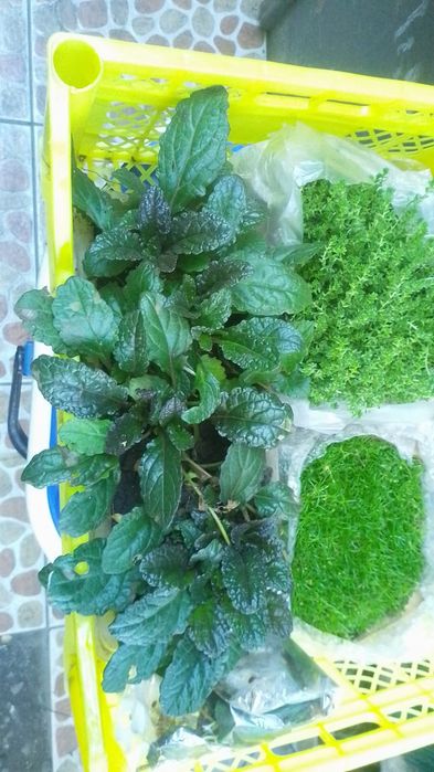 Продам растения для сада дачи
