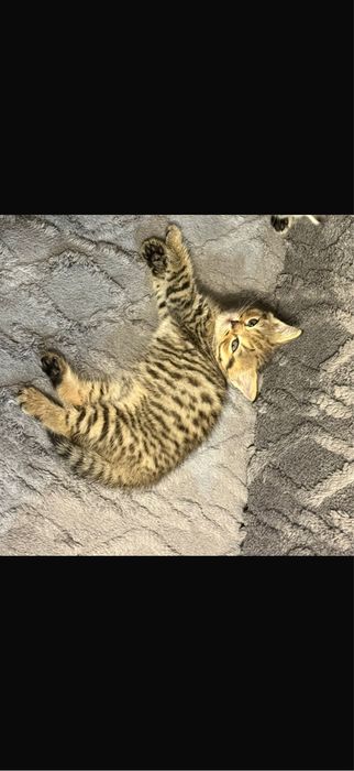 Шотландские котята