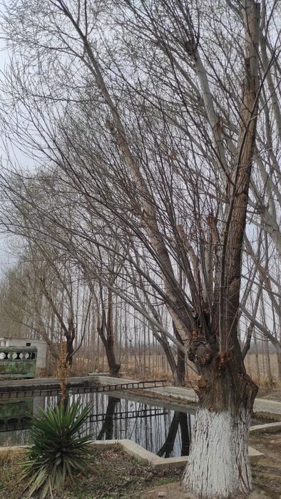 Утинга Тол дарахтлари (дрова)