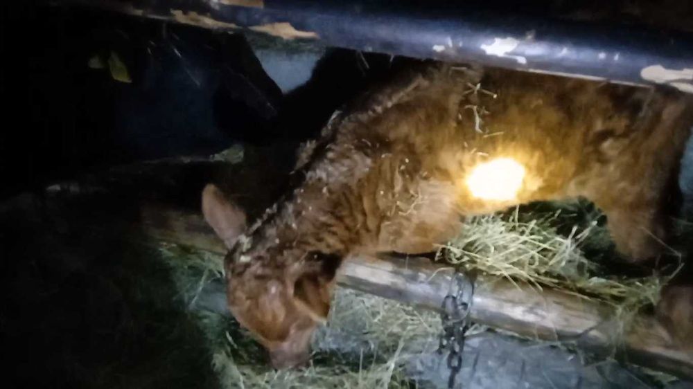 12 телят подсосных