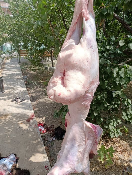 Qassob_serviz UZBEGIM_QASSOBLARI jivoy vesiga 85.000 mingdan