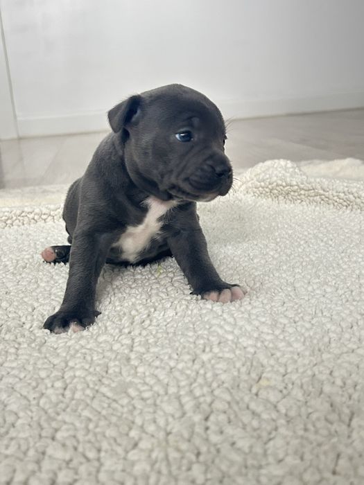 staffordshire bull terrier-catelusa-blue