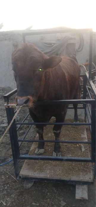 Tarozi mol olchash xizmati