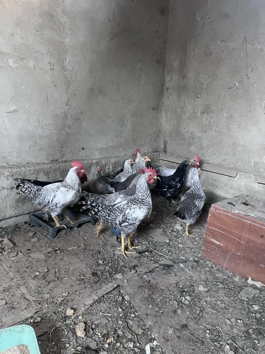 Продам молодых петухов