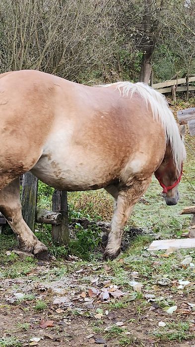 Vând 2 iepe de rasă – crescute în munte, puternice și sănătoase.