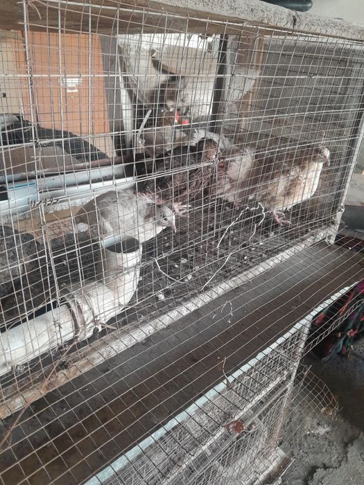 Арзан тауық сатылады.