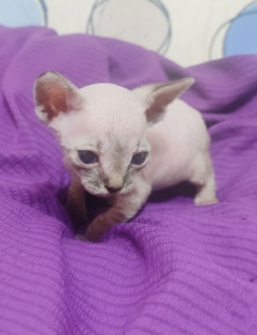 Очаровательный мальчик ищет хозяев