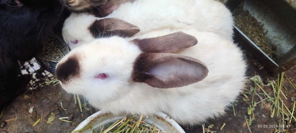 3-4 oylik quyon bolalari sotiladi