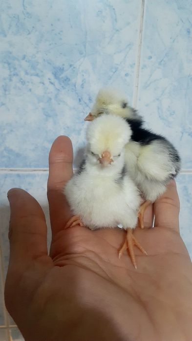 Голландский белохохлый "Голланка" тухуми и жужаси сотилади.
