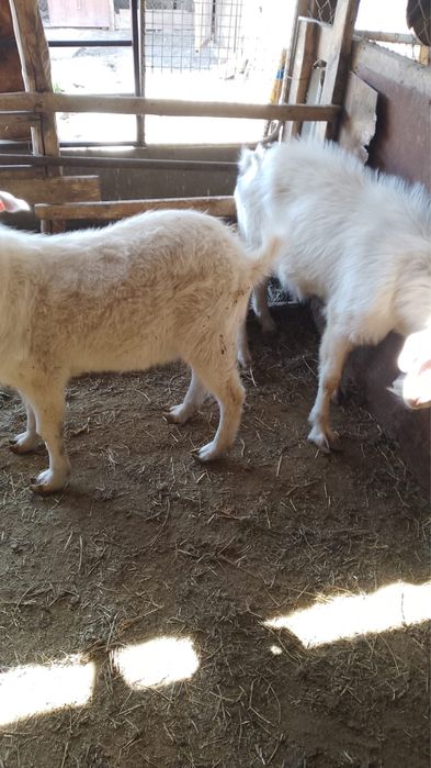 Продам козлов 3 штуки