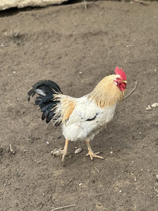 Cocoși tineri de casă