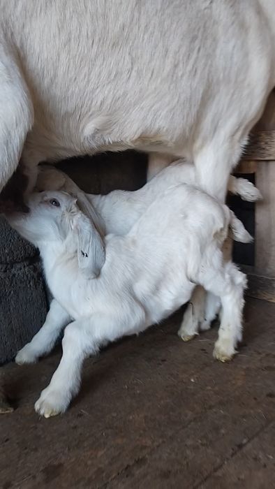 Заненнуб сауынды ешкі  сатылады