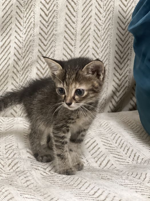 котята в заботливые руки