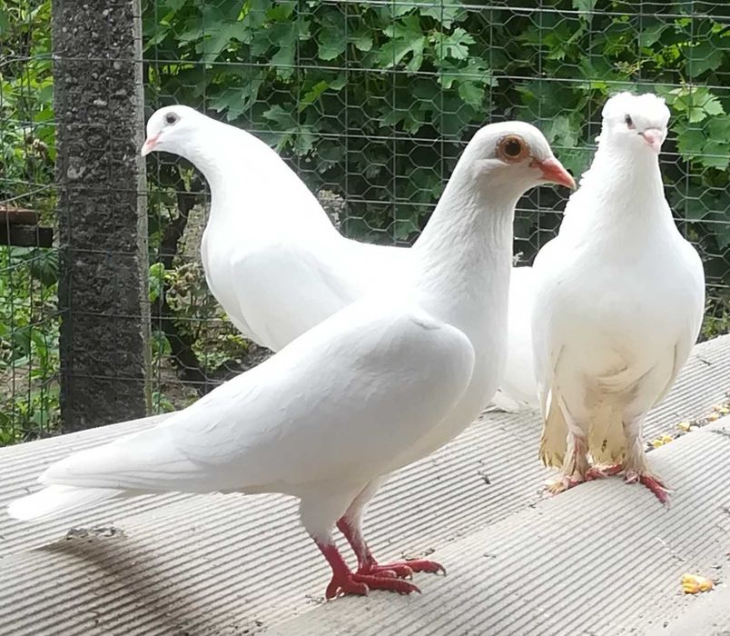 Porumbei de vânzare