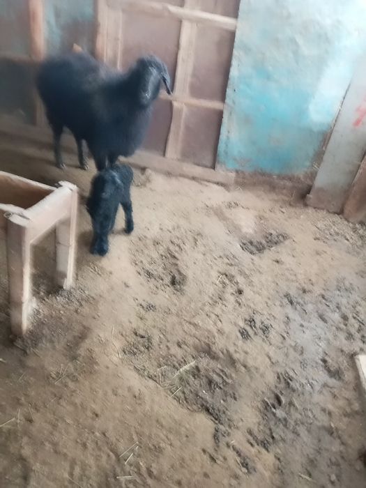 Бағылған семіз қой тоқты сатылады.