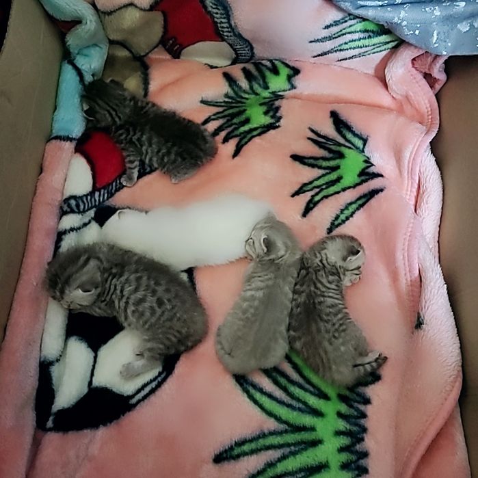 Продам котят вислоухих