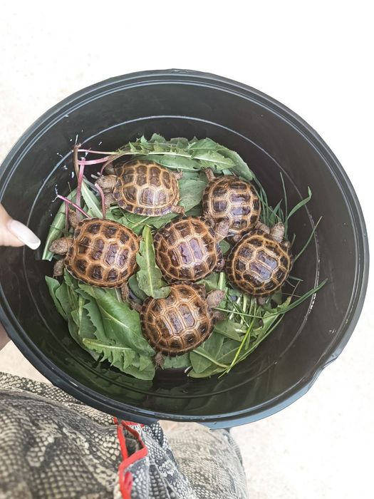 Тошбака-Черепахи