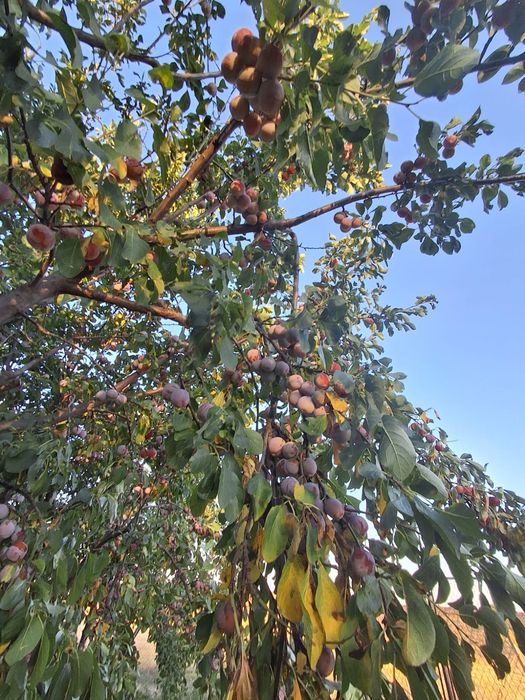Vând prune pentru dulceață