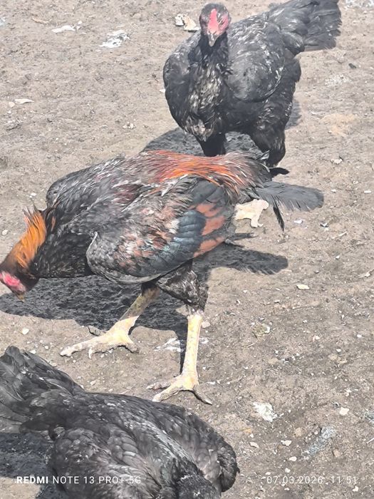 Боец Дакан и з курецы