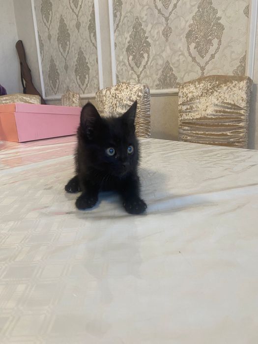 Отдам котят в добрые и заботливые руки