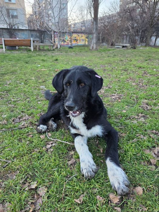 Търсим дом за Блеки