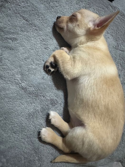 Търсят своя дом малки сърчица