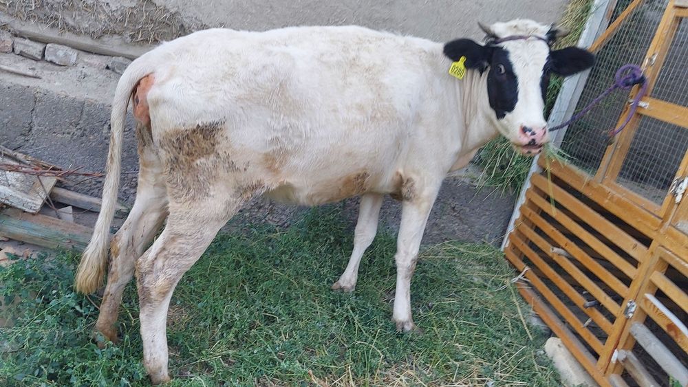 Bogoz gunojin golshteyn