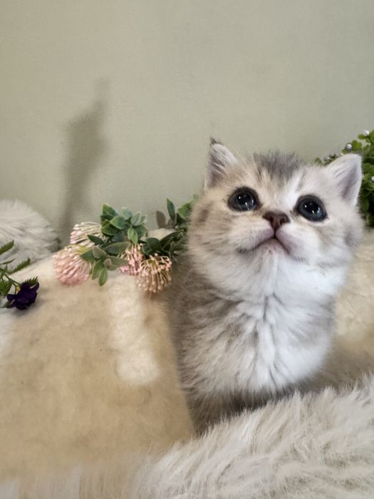 Продается чистокровый британец!