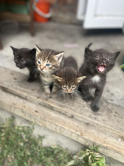 отдам котят, им 1 месяц